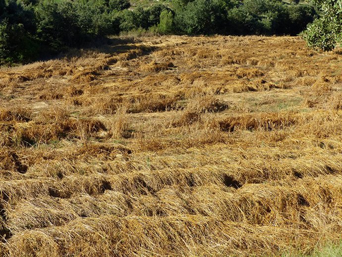 Agro.- Unió de Pagesos afea que el proyecto del AMB en el Parque Agrario no escucha el sector
