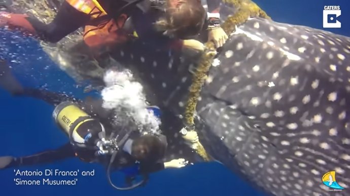 Dos buceadores liberan a un tiburón ballena que se había quedado atrapado en una cuerda