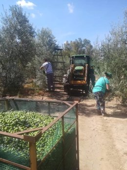 Recolección agrícola en Andalucía