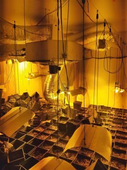 Plantación desmantelada en Bormujos