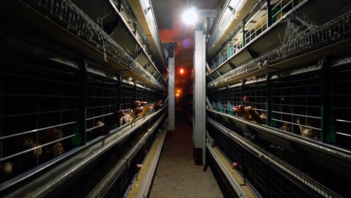 Pasillo de granja de cría intensiva de gallinas en jaulas.