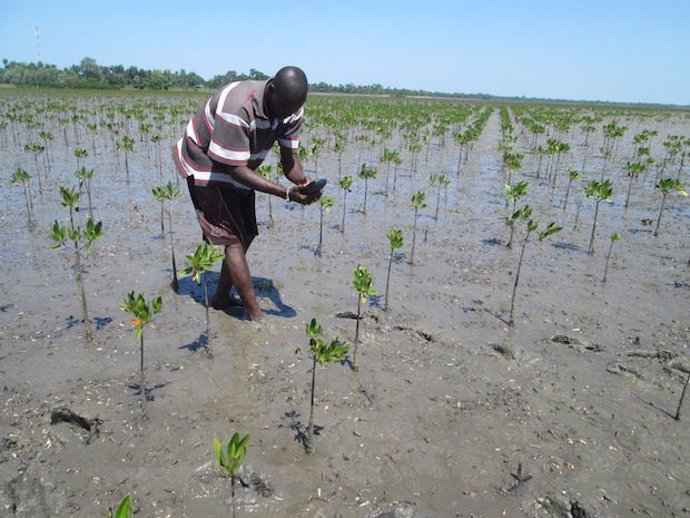 Un agricultor planta su árbol en Senegal