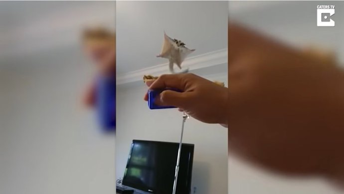 Esta mujer es amante de los animales nivel: entrenadora de petauros del azúcar