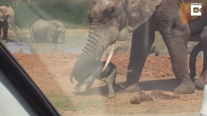 Este grupo de turistas grabó la terrible escena en la que un elefante macho adulto levantó a una cría y la lanzó por los aires