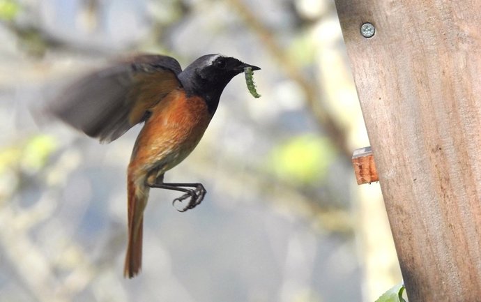 Pájaro entrando en un nido.