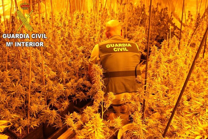 Marihuana intervenida en una imagen de archivo 