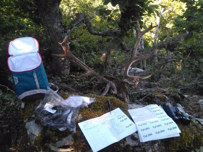 Recogida de muestras del oso pardo cantábrico en la zona de Riaño (León).