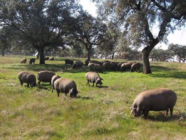 El sector porcino reduce en más de un 4% sus emisiones GEI por kilo de carne producido en el último año