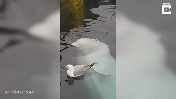 Filman a la famosa Beluga espía Hvaldimir jugando con unas gaviotas en un puerto de Noruega