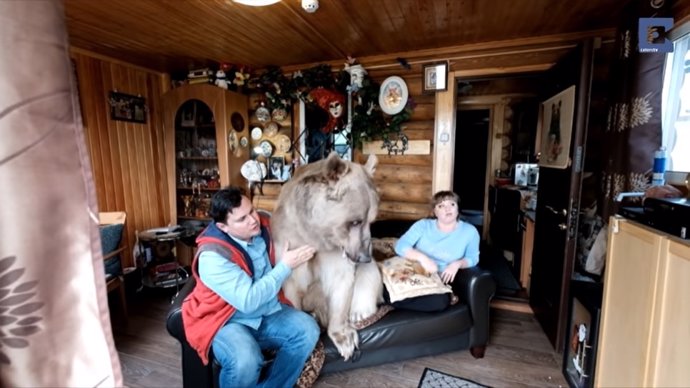 Un oso sentado en un sofá viendo la tele es lo más normal en casa de esta familia rusa