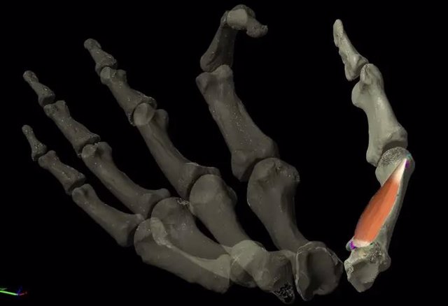 Un diagrama que muestra la diferencia entre los músculos del pulgar de humanos y chimpancés.