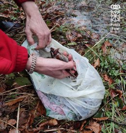Las ranas decomisadas por la Policía Foral han sido devueltas a su hábitat natural