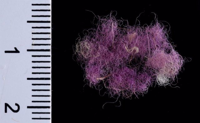 Fibras de lana teñidas con  púrpura real encontradas en el valle de Timna, Israel.