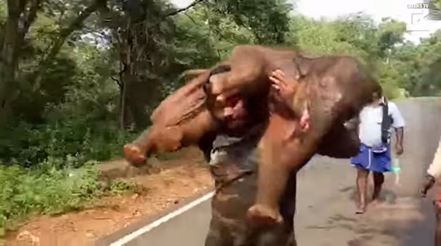 Las imágenes de un hombre cargando a cuestas con una cría de elefante para devolvérsela a su madre