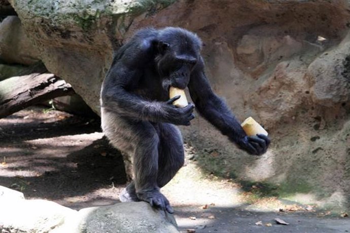 Primat del Zoo de Barcelona