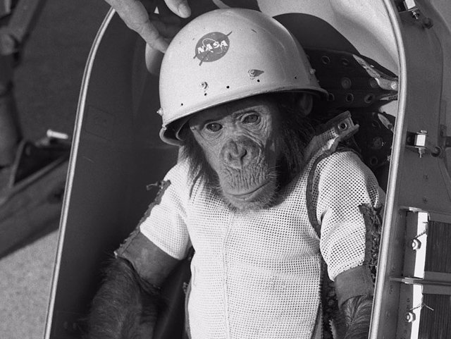 Ham, el primer primate que sobrevivió a un vuelo espacial