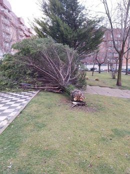 Arbol caído en Cuenca por el viento.