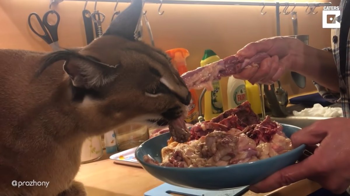 Así es vivir con un gato caracal salvaje