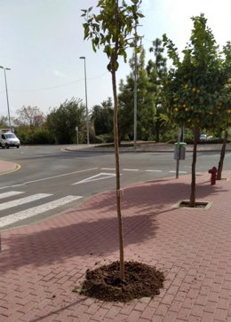 Reposición de arbolado en el municipio de Murcia