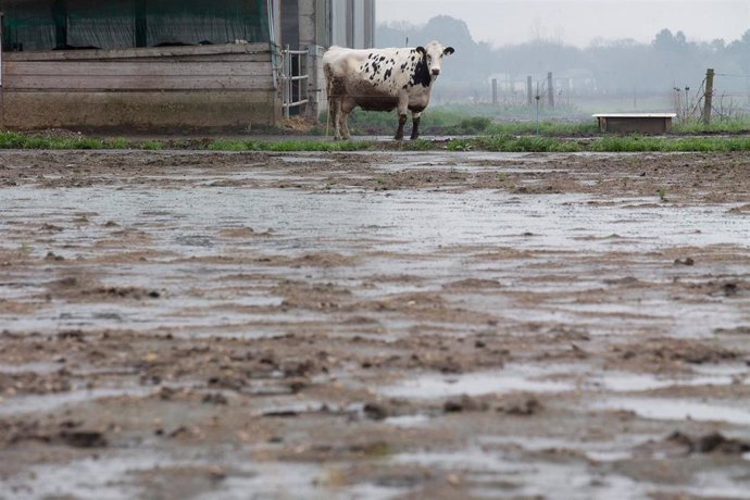 Una vaca frente a una finca anegada por las últimas lluvias previas a la entrada de la borrasca Justine, en Lugo, Galicia (España)