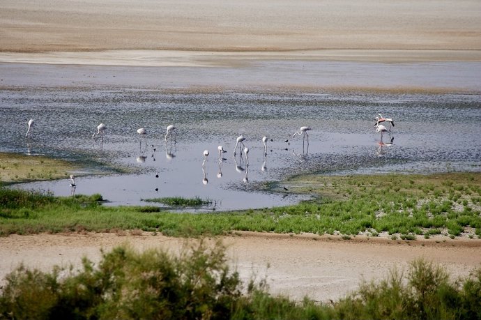 Concienciacion Social Para Celebrar El Dia Mundial De Los Humedales (Consejería De Agricultura, Ganadería, Pesca Y Desarrollo Sostenible)