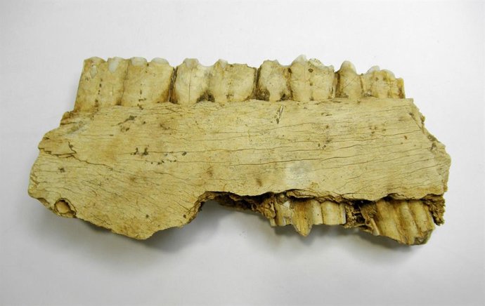 Mandíbula de caballo de la Garma A