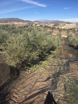 Imagen de archivo de un olivar, que UPA señala como uno de los cultivos afectados por las lluvias y granizo de final de agosto.