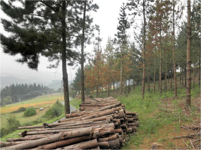 Imagen de un bosque facilitada por Neiker-Tecnalia.