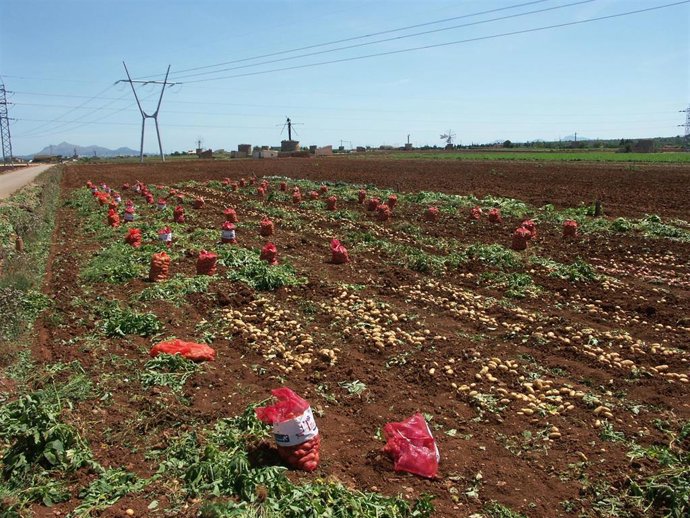 Cultivo de patatas en Baleares.