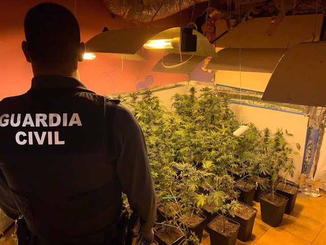 Plantación de marihuana intervenida por la Guardia Civil, en imagen de archivo