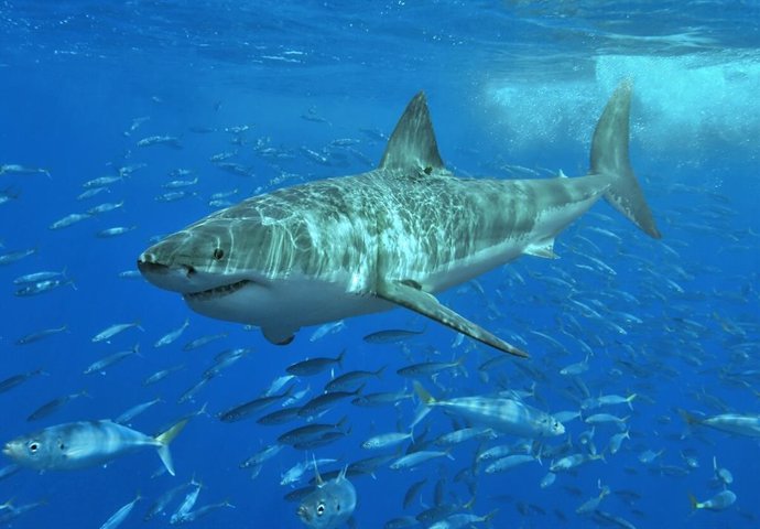 Gran tiburón blanco, una de las especies incluidas en el estudio