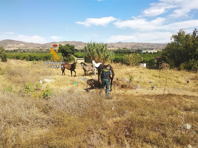 Actuaciones del Seprona de la Guadia Civil en Málaga contra el maltrato animal