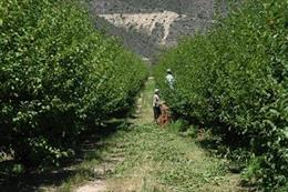 Aprobadas las medidas para garantizar la seguridad en la campaña de la fruta en Lleida