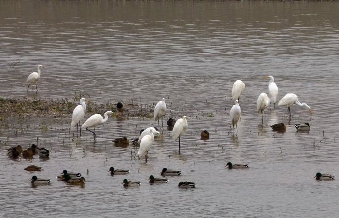 Humedal de la Nava en Alfaro