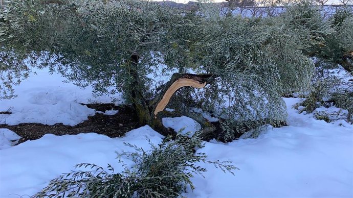 Árboles dañados por el temporal 'Filomena'.
