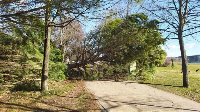 El vendaval del pasado fin de semana daña seis árboles en diferentes parques de Logroño