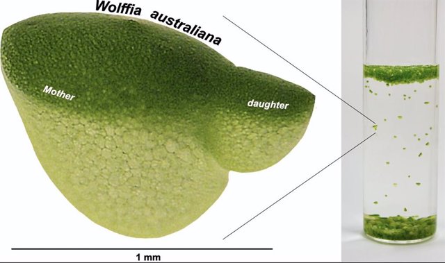 La diminuta planta acuática Wolffia, también conocida como lenteja de agua, es la planta de crecimiento más rápido conocida.