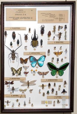 Ejemplo de caja entomológica de la colección de insectos del Museo Nacional de Ciencias Naturales (MNCN-CSIC)