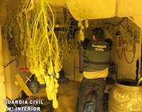Detenido con un cultivo de 365 plantas de marihuana en Benahadux (Almería)