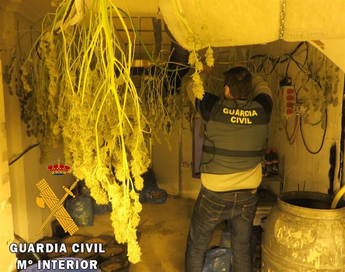 Marihuana en una vivienda de Benahadux (Almería)