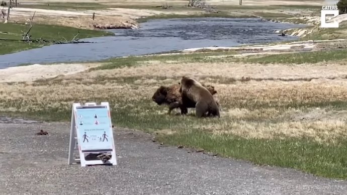 Un oso y un bisonte pelean a muerte en el parque de Yellowstone ante la mirada de algunos visitantes