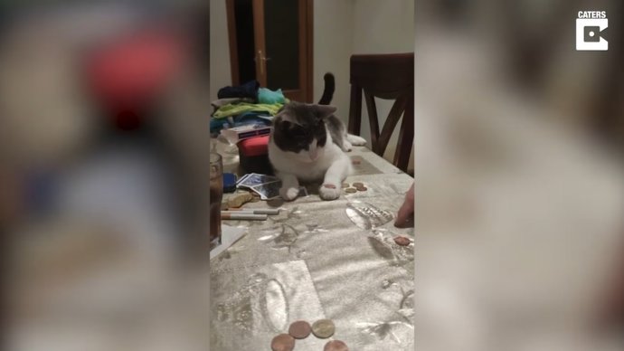 Chupi, el gato de Huelva que ha aprendido a lanzar monedas al aire y atraparlas en la mesa
