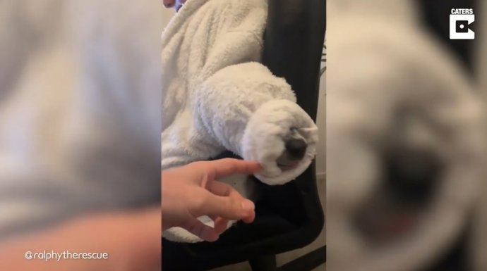 Este perro mete su cabeza en la manga de la bata de su dueña para resguardarse del frío dando lugar a una cómica escena