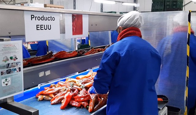 Trabajadoras de una empresa almeriense del sector agroalimentario preparan pimientos para su exportación a EEUU