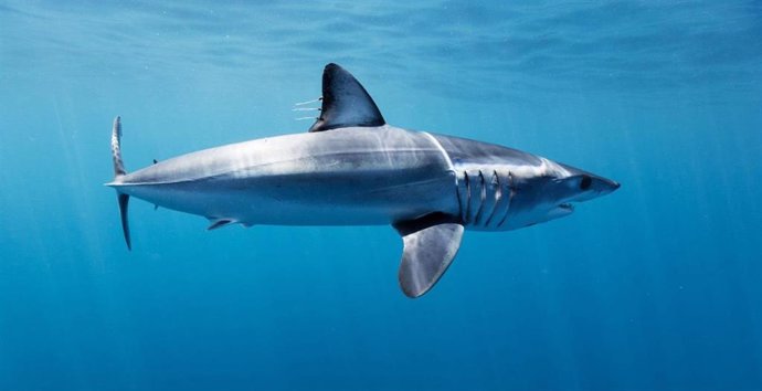 Shark League celebra las nuevas medidas del Gobierno español para proteger a los marrajos en peligro de extinción