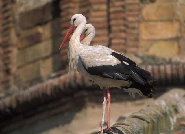 Alcalá.- La cigüeña blanca vuelve a poblar los nidos del municipio un año más
