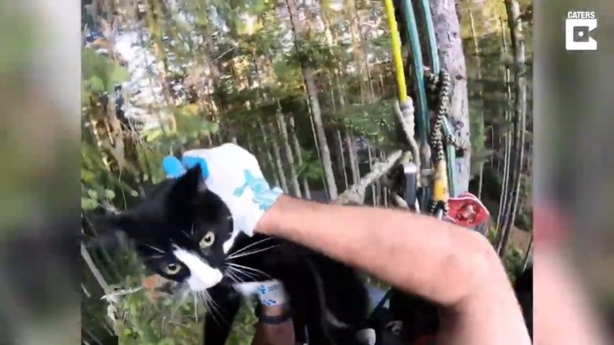 Canopy Cat Rescue, el grupo de rescate sin ánimo de lucro que se sube a los árboles para rescatar a los gatos