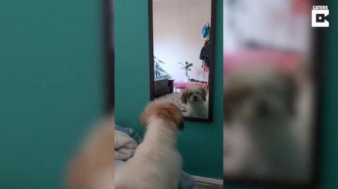 Este perro se echa la bronca cada vez que se ve en el espejo