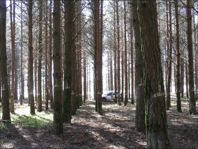 Imagen de archivo de un bosque.