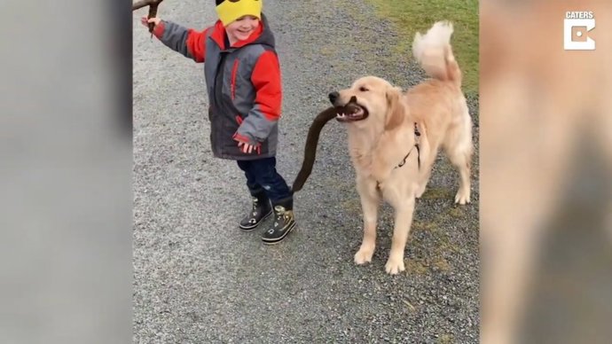 La impaciencia de este Golden Retriever hizo que un niño de cinco años terminara en el suelo cuando estaban jugando